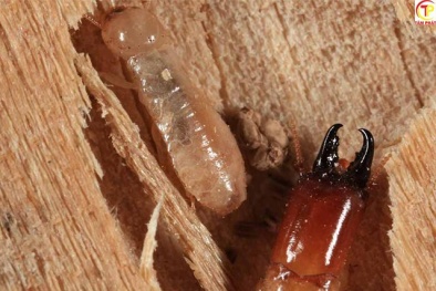 Xác định hiệu lực phòng chống mọt cám nâu lyctus brunneus hại gỗ theo TCVN 14126:2024